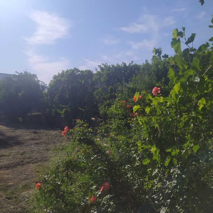 Uy turar jou Buxoro viloyati Vobkent tumanida. 22 sotiq,18 xonasi bir.