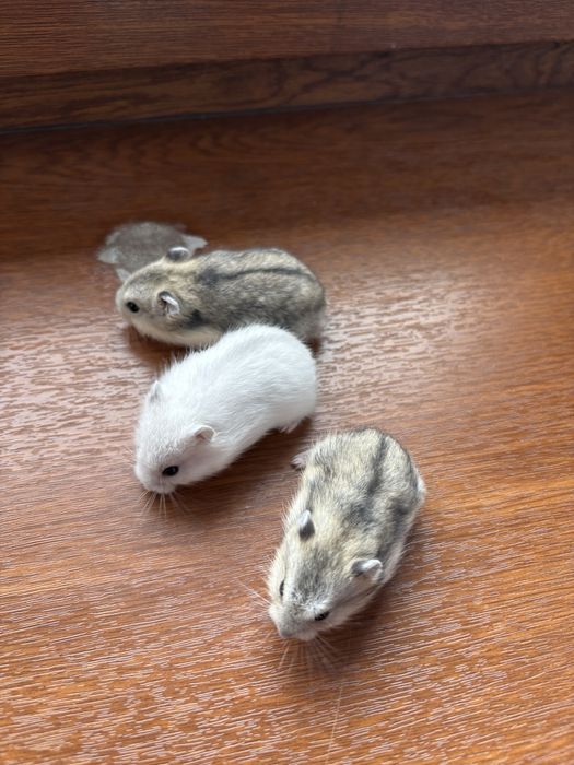 Хомяки джунгарские