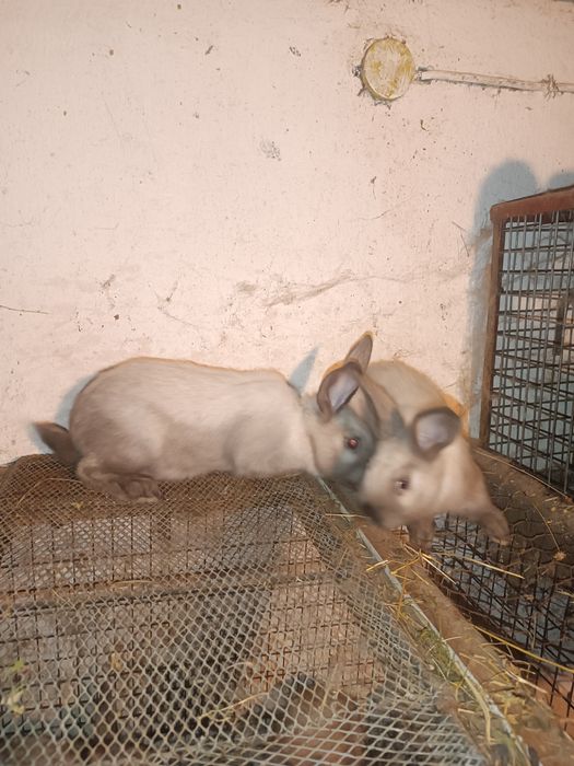 Vând iepuri secuiesti