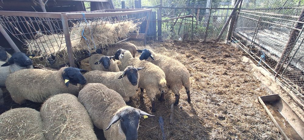 Berbecii  suffolk