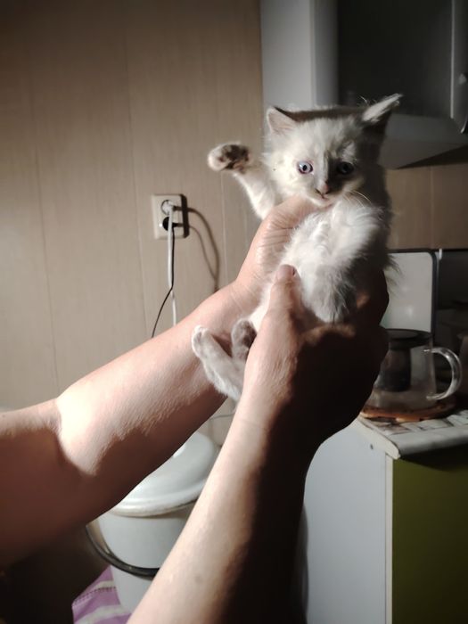 Отдам котят в добрые  руки