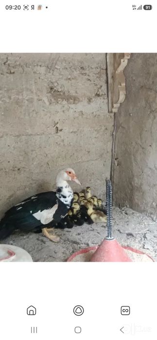 Индушка жужалари сотилади