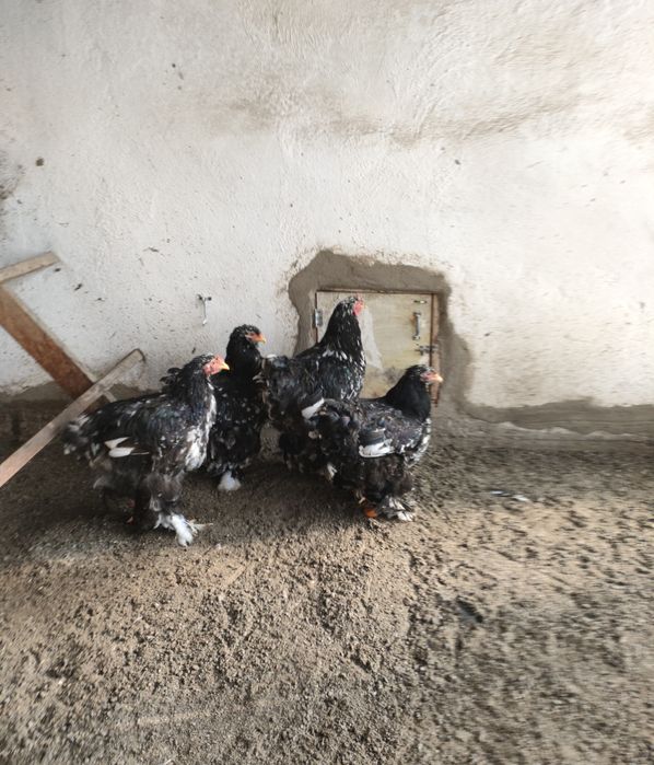 Продам Кохинхины Брамы.