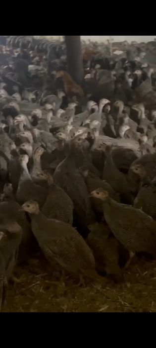 Pui  albi ,pui porumbaci, găini ,  pui de carne ,de oua,bibilici ,rate