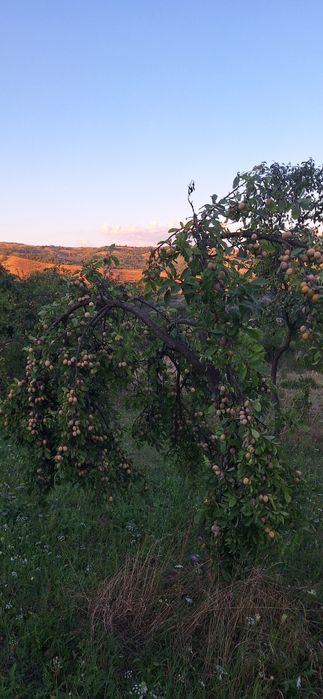 Prune de tuica de vanzare