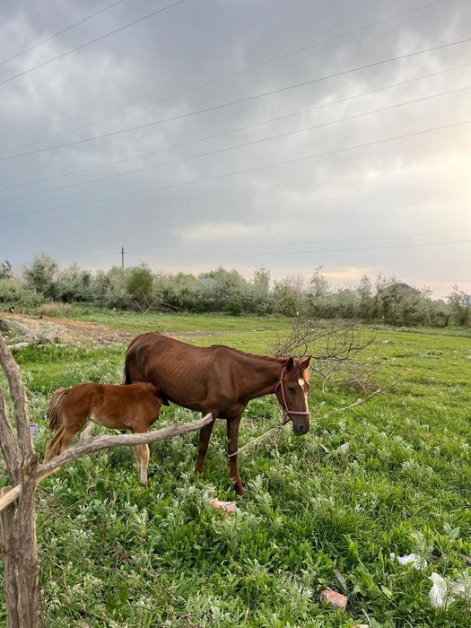 Бие сатылады срочна