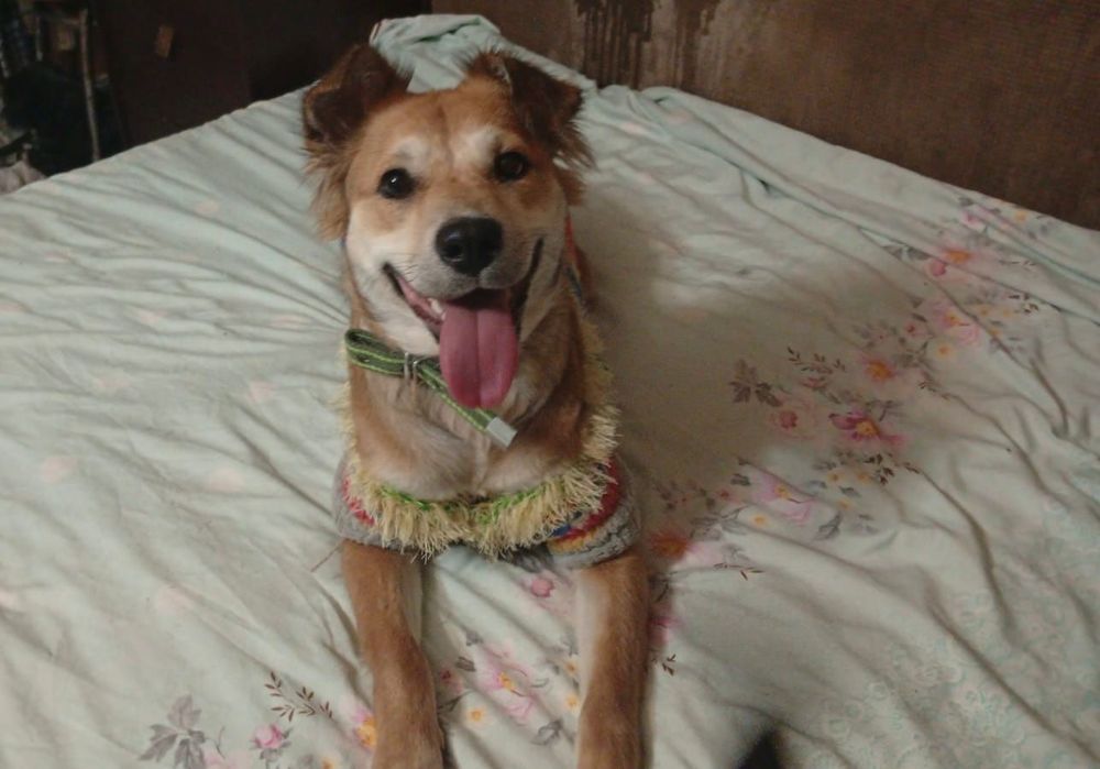 Отдам в добрые руки