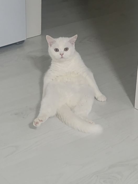 Британская кошка