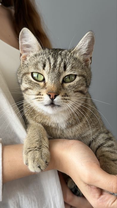Котята бесплатно