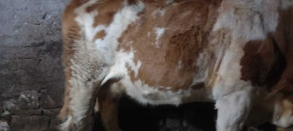 De vânzare vaca tânără și cuminte