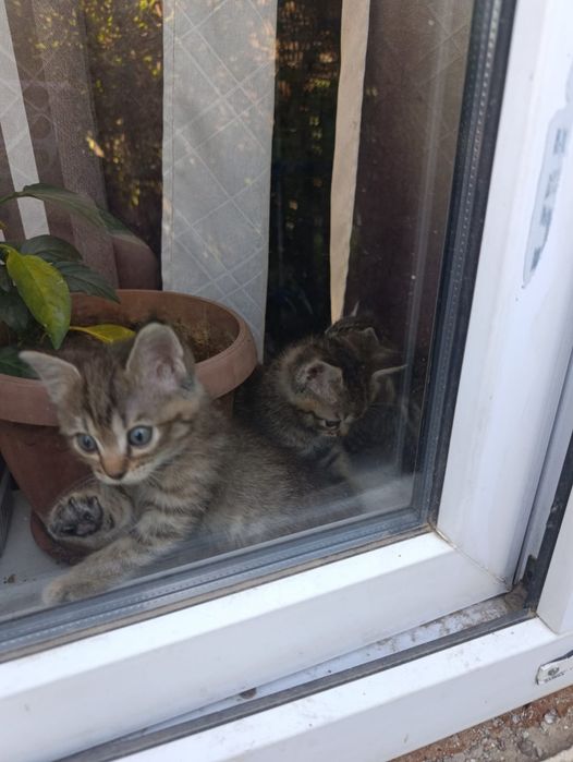Отдам котят в добрые руки