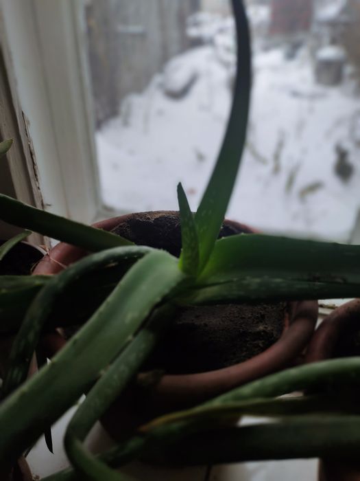 Алой стволы толстые сочные