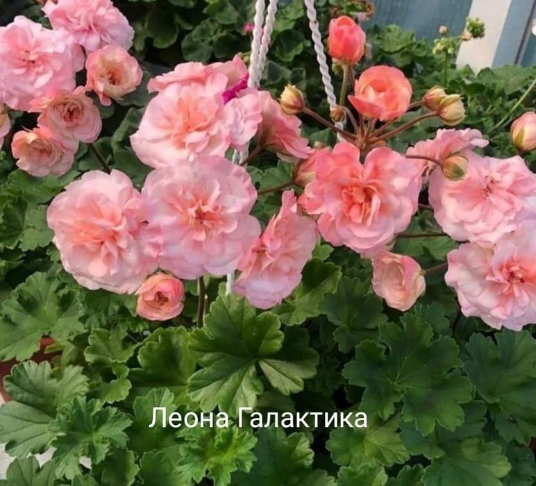 Черенки коллекционных пеларгоний