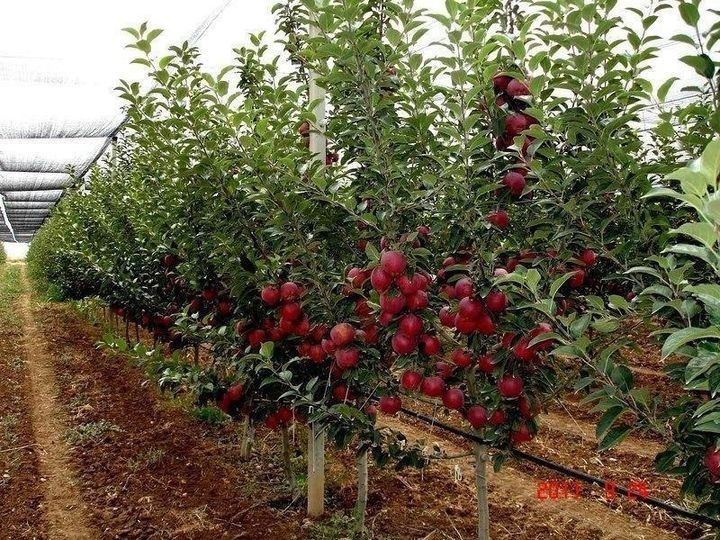 Садовник. Мевали дарахтларга шакл бериш. Газон сепиш. Ландшафт. Боғбон