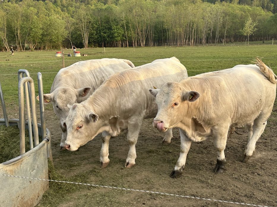De vânzare taur Charolaise pentru montā.