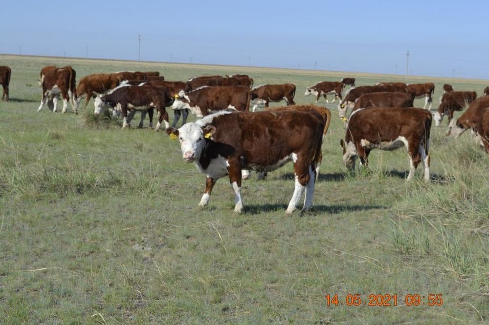 Продам действующее Хозяйство