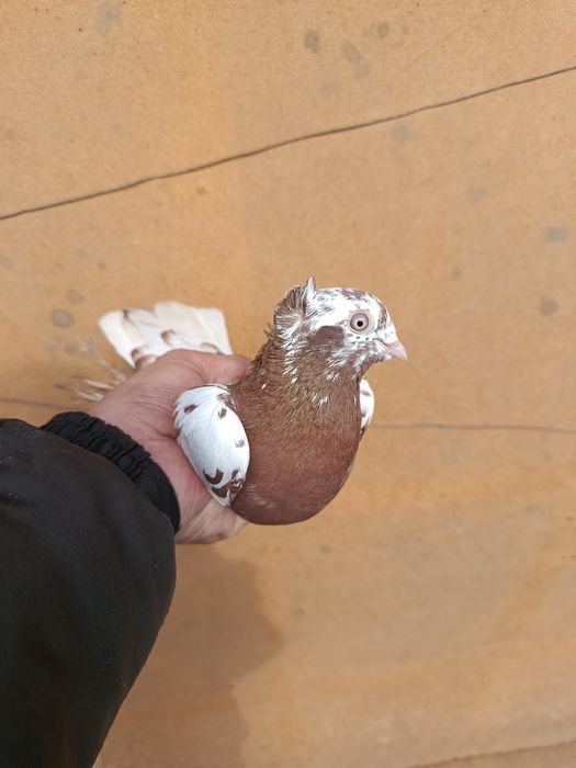 Продам голубы Срочно