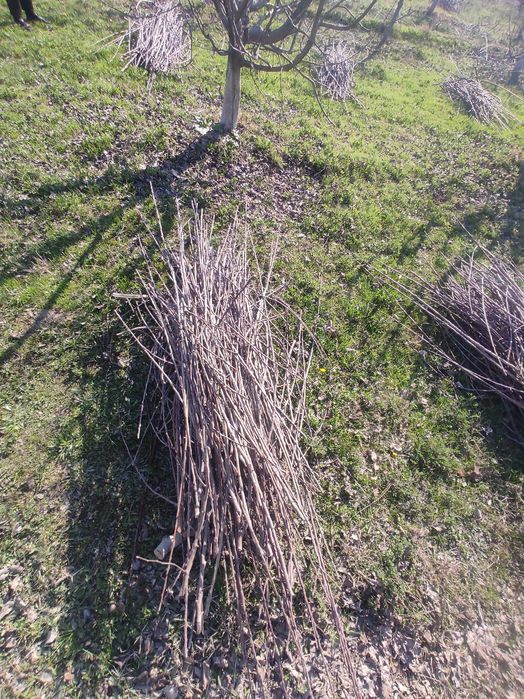 Daraxt shoxlari sotiladi