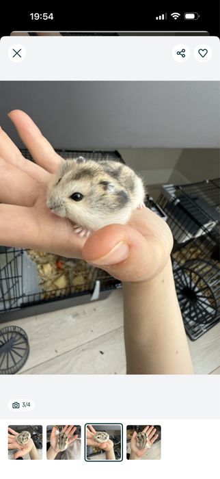 продам хомячков и мальчики и девочки в наличии