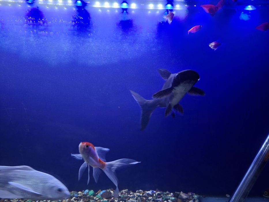 Акула понгасиюсь