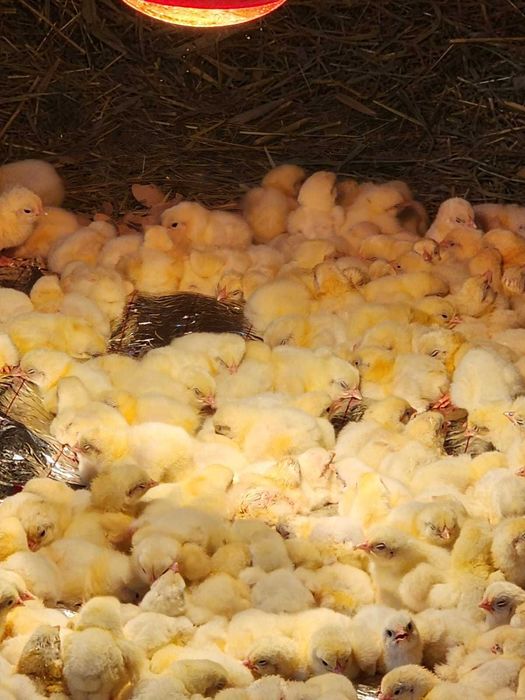 Продам цыплят бройлеров