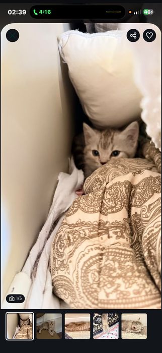 Кошка породистый