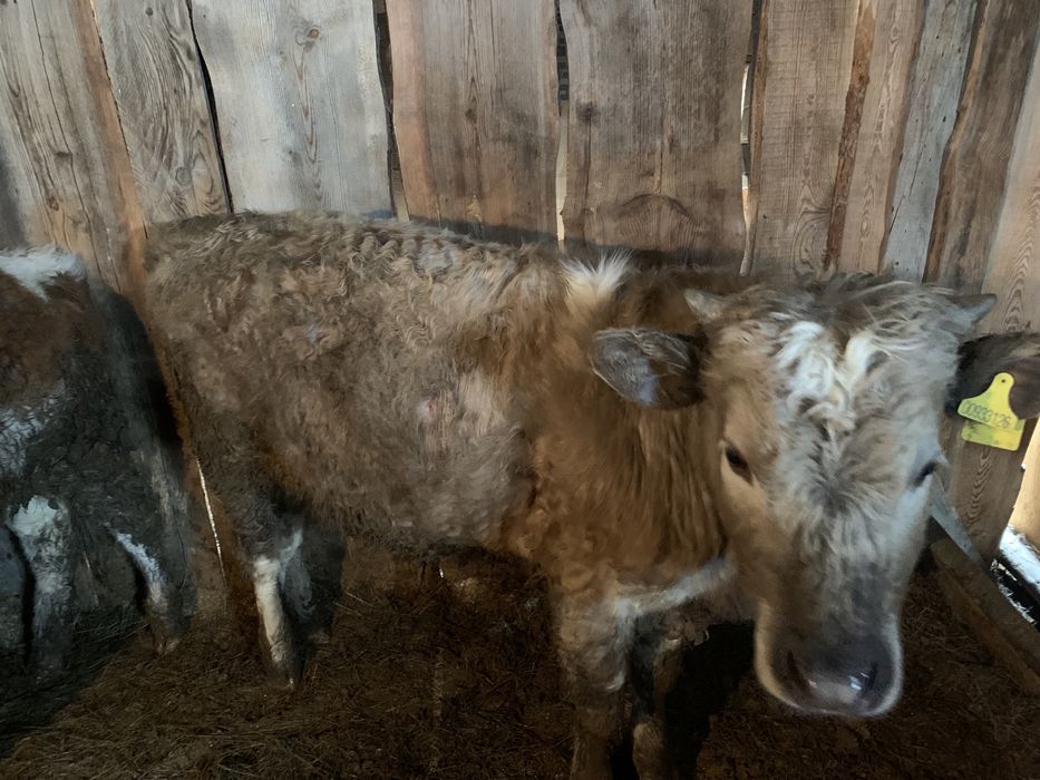 Продам бычков годовалых оптом