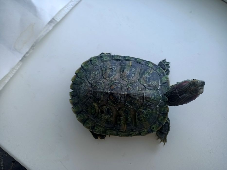 Черепаха красноухая с террариумом