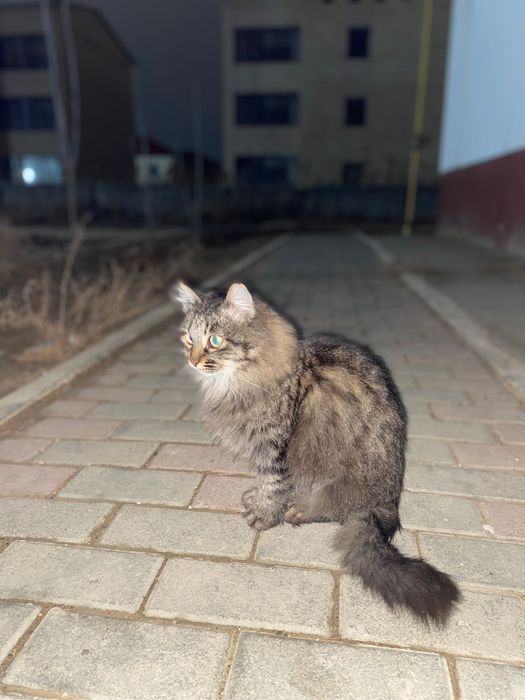 Кошка бесплатно/тегін