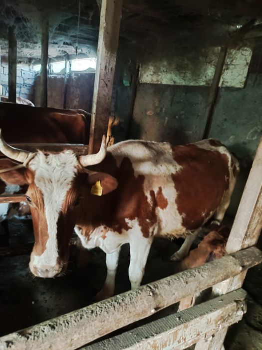 Корова с телёнком