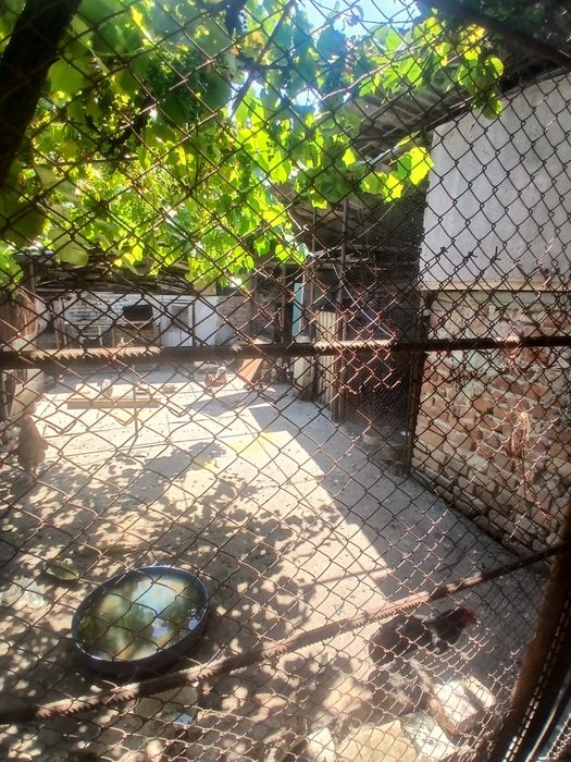 Casa chirie in timisoara
