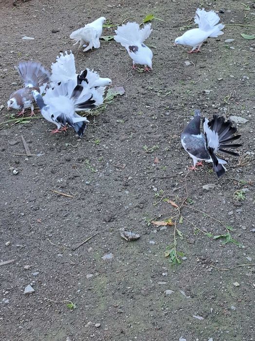 Porumbei rotați, diferite culori.
