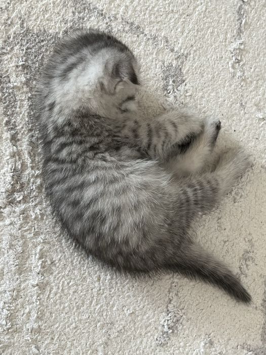 котята вислоухие