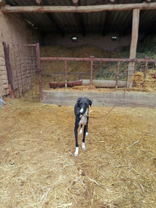 грей.    сатылад