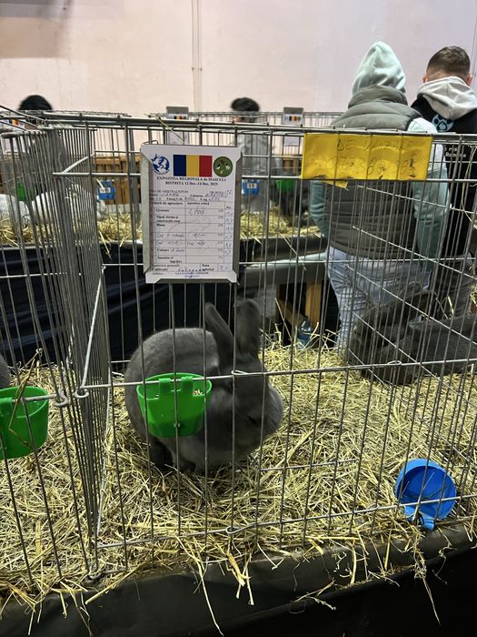 Iepuri vienez albastru