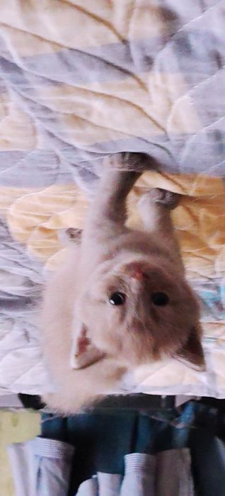 Продаются котята шотландской породы