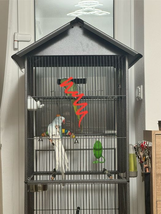 Vând Femelă Papagal Micul Alexandru + Cușcă/Colivie