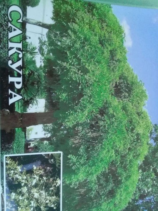 Manzarali gul daraxtlar katalpa
