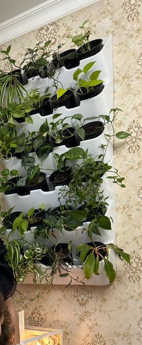 Продам фитостену