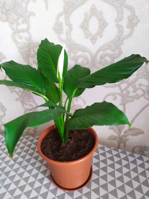 Продам цветок спатифиллум (женское счастье)