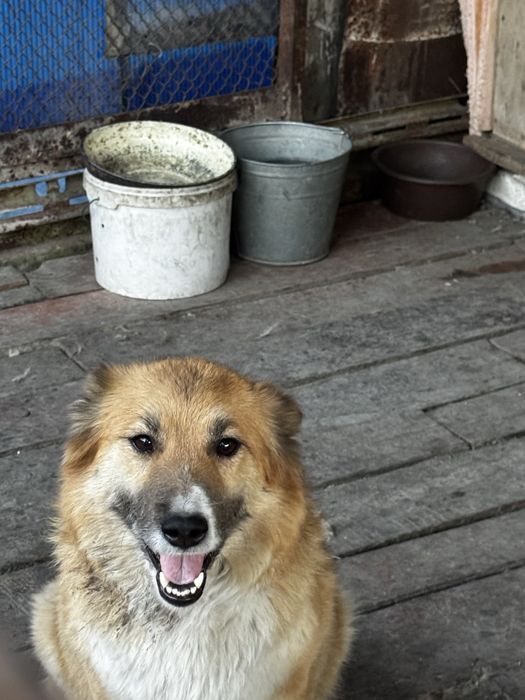 Митисы овчарки, звоните пищите