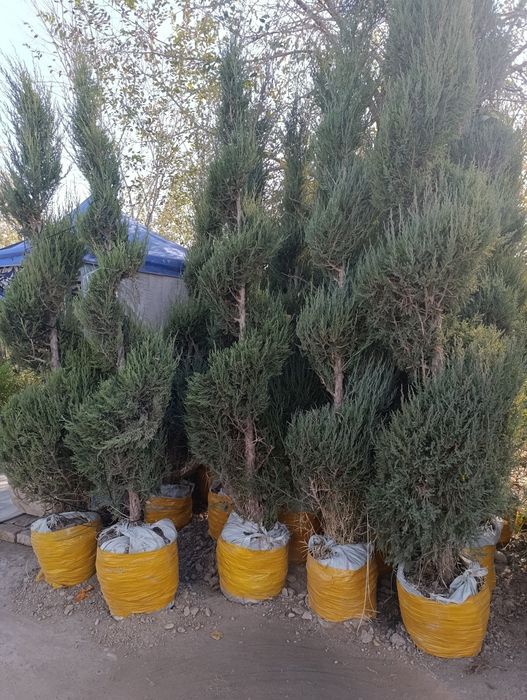 Dekaratevni daraxtlar gular