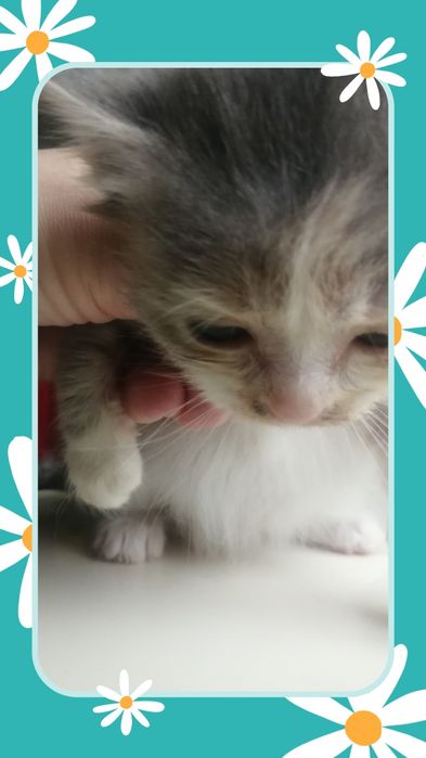 Котенок девочка даром