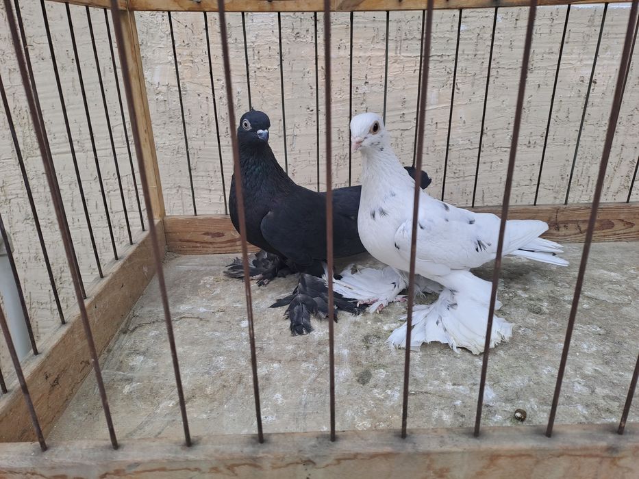 Голуби челкари,жуки ,сочи