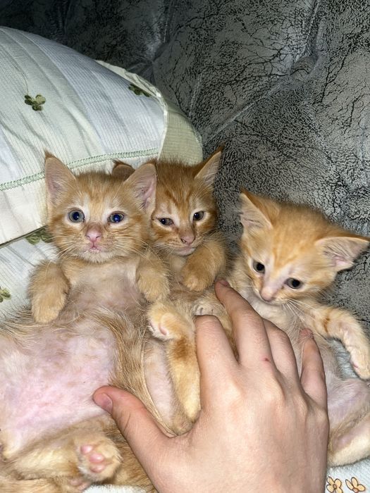 Отдам котяток в доьрые руки