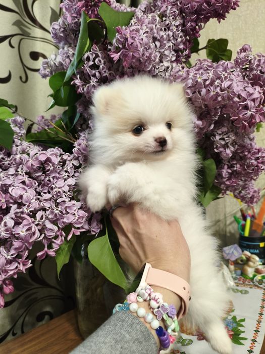 Продам щенков породы шпиц