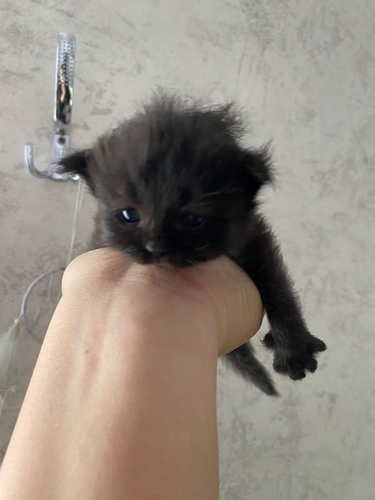 Здоровые котята и коты