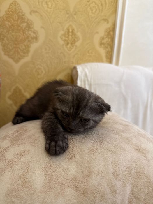 Шотландский вислоухий котёнок (Scottish Fold), 2 месяца
