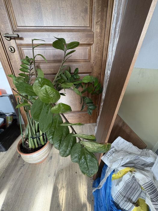 Замиокулькас в керамическом горшке