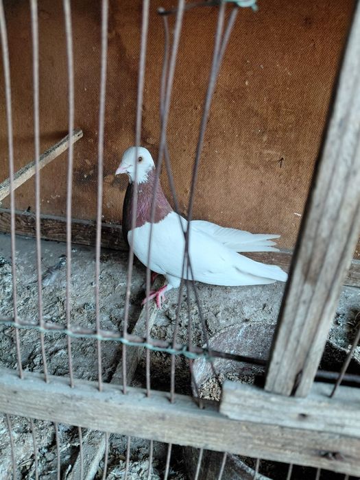 Продается капкан самец бакинец